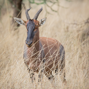 2015-10-22 - Lierantilope (of Topi of Basterdhartenbeest - Damaliscus lunatus<br/>Serengeti National Park - Tanzania<br/>Canon EOS 7D Mark II - 420 mm - f/5.6, 1/1250 sec, ISO 500