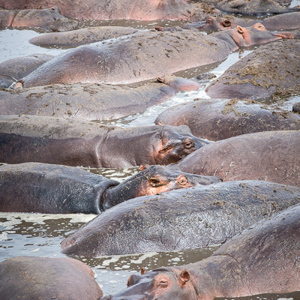 2015-10-22 - Nijlpaarden-poel<br/>Serengeti National Park - Tanzania<br/>Canon EOS 5D Mark III - 200 mm - f/8.0, 1/320 sec, ISO 200
