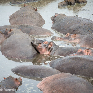 2015-10-22 - Nijlpaard-dutje<br/>Serengeti National Park - Tanzania<br/>Canon EOS 5D Mark III - 200 mm - f/8.0, 1/320 sec, ISO 200