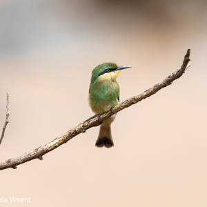 2015-10-22 - Zwaluwstaartbijeneter (Merops hirundineus)<br/>Serengeti National Park - Tanzania<br/>Canon EOS 7D Mark II - 420 mm - f/5.6, 1/1250 sec, ISO 250