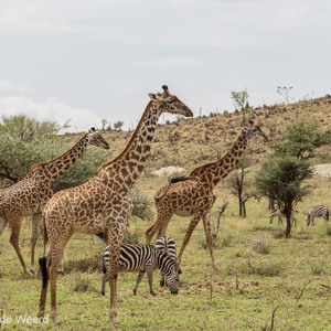 2015-10-22 - Giraffen en zebras<br/>Serengeti National Park - Tanzania<br/>Canon EOS 5D Mark III - 200 mm - f/8.0, 1/500 sec, ISO 200