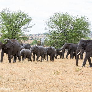 2015-10-22 - Olifantenkudde<br/>Serengeti National Park - Tanzania<br/>Canon EOS 5D Mark III - 90 mm - f/8.0, 1/125 sec, ISO 200