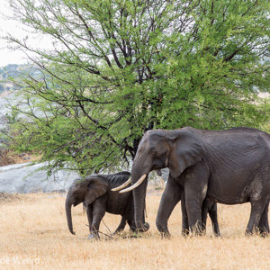 2015-10-22 - Olifant met kleintje<br/>Serengeti National Park - Tanzania<br/>Canon EOS 5D Mark III - 200 mm - f/8.0, 1/40 sec, ISO 200