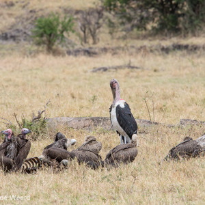 2015-10-22 - Marabou en gieren bij een karkas<br/>Serengeti National Park - Tanzania<br/>Canon EOS 7D Mark II - 420 mm - f/8.0, 1/1000 sec, ISO 400
