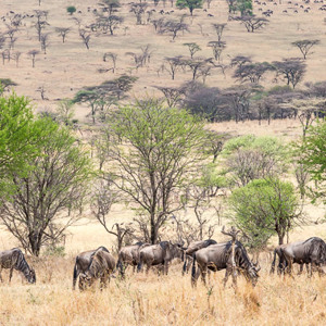 2015-10-22 - Afrikaans landschap met gnoes<br/>Serengeti National Park - Tanzania<br/>Canon EOS 5D Mark III - 200 mm - f/8.0, 1/250 sec, ISO 200