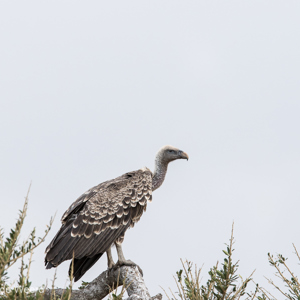 2015-10-22 - Rüppells gier (Gyps rueppellii)<br/>Serengeti National Park - Tanzania<br/>Canon EOS 7D Mark II - 420 mm - f/5.6, 1/1250 sec, ISO 500