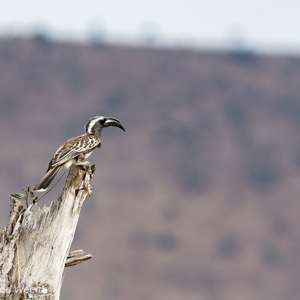 2015-10-22 - Grijze tok (Tockus nasutus)<br/>Serengeti National Park - Tanzania<br/>Canon EOS 7D Mark II - 420 mm - f/5.6, 1/1000 sec, ISO 800