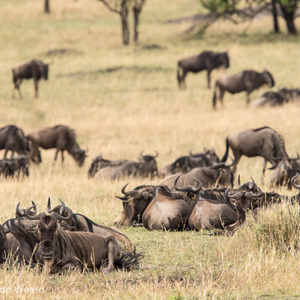 2015-10-22 - Gnoes in het gele gras<br/>Serengeti National Park - Tanzania<br/>Canon EOS 7D Mark II - 420 mm - f/5.6, 1/1250 sec, ISO 640