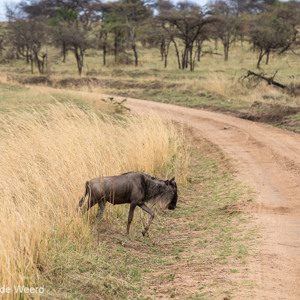 2015-10-22 - Pas op: oVerstekende gnoes<br/>Serengeti National Park - Tanzania<br/>Canon EOS 5D Mark III - 200 mm - f/5.6, 1/640 sec, ISO 200