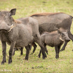2015-10-22 - Familie wrattenzwijn<br/>Serengeti National Park - Tanzania<br/>Canon EOS 7D Mark II - 420 mm - f/5.6, 1/1250 sec, ISO 800