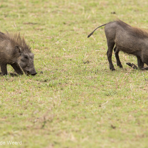 2015-10-22 - Bijzondere manier van gras eten door het wrattenzwijn<br/>Serengeti National Park - Tanzania<br/>Canon EOS 7D Mark II - 420 mm - f/5.6, 1/1000 sec, ISO 500