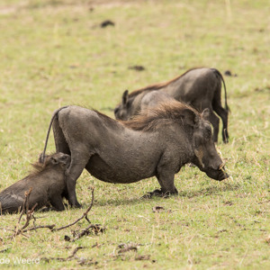 2015-10-22 - Zogen bij moeder wrattenzwijn<br/>Serengeti National Park - Tanzania<br/>Canon EOS 7D Mark II - 420 mm - f/5.6, 1/1000 sec, ISO 400