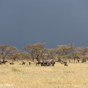 2015-10-22 - Slecht weer op komst<br/>Serengeti National Park - Tanzania<br/>Canon EOS 5D Mark III - 200 mm - f/5.6, 1/800 sec, ISO 200