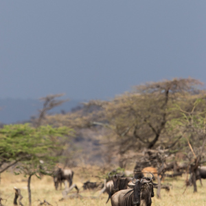 2015-10-22 - Gnoes in het gele gras en met donkere lucht<br/>Serengeti National Park - Tanzania<br/>Canon EOS 7D Mark II - 420 mm - f/5.6, 1/1250 sec, ISO 400