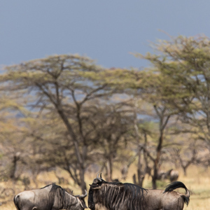 2015-10-22 - Gnoe<br/>Serengeti National Park - Tanzania<br/>Canon EOS 7D Mark II - 420 mm - f/5.6, 1/1000 sec, ISO 500