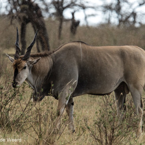 2015-10-22 - Elandantilope in de regen<br/>Serengeti National Park - Tanzania<br/>Canon EOS 7D Mark II - 420 mm - f/5.6, 1/1000 sec, ISO 1600