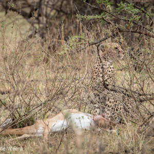2015-10-22 - Cheeta met prooi<br/>Serengeti National Park - Tanzania<br/>Canon EOS 7D Mark II - 420 mm - f/5.6, 1/800 sec, ISO 1600