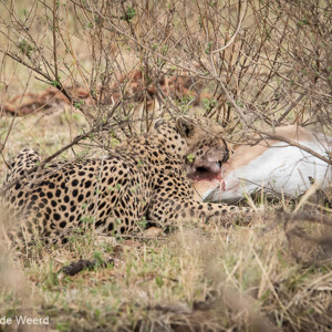2015-10-22 - Cheeta begint de antilope op te eten<br/>Serengeti National Park - Tanzania<br/>Canon EOS 7D Mark II - 420 mm - f/5.6, 1/800 sec, ISO 1600