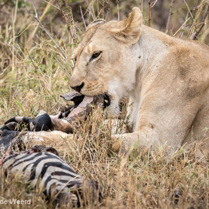 2015-10-23 - Leeuw met restanten van een zebra-prooi<br/>Serengeti National Park - Tanzania<br/>Canon EOS 7D Mark II - 300 mm - f/5.6, 1/250 sec, ISO 1600