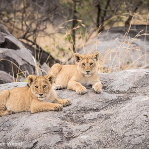 2015-10-23 - Jonge leeuwenwelpjes op een rots<br/>Serengeti National Park - Tanzania<br/>Canon EOS 7D Mark II - 300 mm - f/5.6, 1/320 sec, ISO 1600
