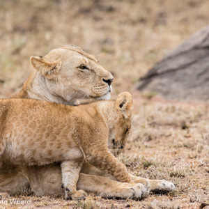 2015-10-23 - Leeuwin en welpje<br/>Serengeti National Park - Tanzania<br/>Canon EOS 7D Mark II - 300 mm - f/4.0, 1/500 sec, ISO 1600