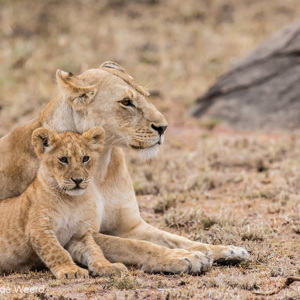 2015-10-23 - Leeuwin en welpje<br/>Serengeti National Park - Tanzania<br/>Canon EOS 7D Mark II - 300 mm - f/4.0, 1/500 sec, ISO 1600