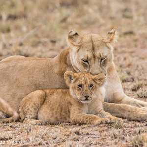 2015-10-23 - Begin van de wasbeurt<br/>Serengeti National Park - Tanzania<br/>Canon EOS 7D Mark II - 300 mm - f/4.0, 1/500 sec, ISO 1600