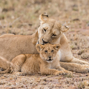 2015-10-23 - Wasbeurt<br/>Serengeti National Park - Tanzania<br/>Canon EOS 7D Mark II - 300 mm - f/4.0, 1/500 sec, ISO 1600