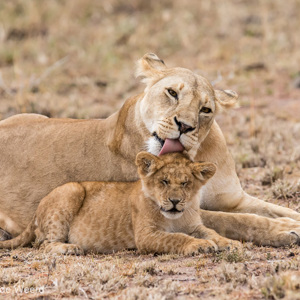 2015-10-23 - Welpje krijgt een stevige lik op de kop<br/>Serengeti National Park - Tanzania<br/>Canon EOS 7D Mark II - 300 mm - f/4.0, 1/500 sec, ISO 1600
