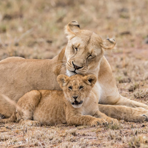 2015-10-23 - Familiegeluk<br/>Serengeti National Park - Tanzania<br/>Canon EOS 7D Mark II - 300 mm - f/4.0, 1/500 sec, ISO 1600
