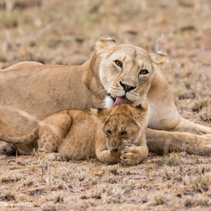 2015-10-23 - En nog maar een flinke lik over de kop<br/>Serengeti National Park - Tanzania<br/>Canon EOS 7D Mark II - 300 mm - f/4.0, 1/500 sec, ISO 1600