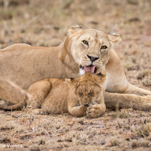 2015-10-23 - En nog maar een flinke lik over de kop<br/>Serengeti National Park - Tanzania<br/>Canon EOS 7D Mark II - 300 mm - f/4.0, 1/500 sec, ISO 1600