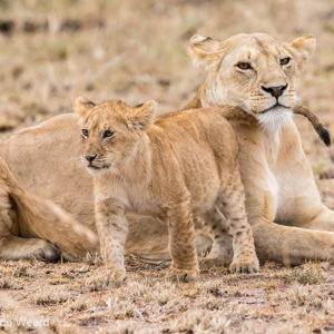 2015-10-23 - Gewassen, tijd om te gaan spelen<br/>Serengeti National Park - Tanzania<br/>Canon EOS 7D Mark II - 300 mm - f/4.0, 1/500 sec, ISO 1600