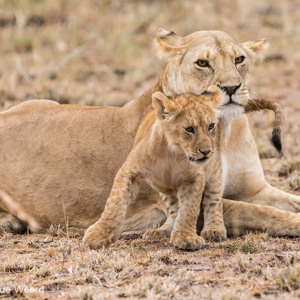 2015-10-23 - Zou mama mee willen doen?<br/>Serengeti National Park - Tanzania<br/>Canon EOS 7D Mark II - 300 mm - f/4.0, 1/500 sec, ISO 1600