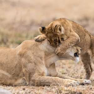 2015-10-23 - Aanvallen...<br/>Serengeti National Park - Tanzania<br/>Canon EOS 7D Mark II - 300 mm - f/4.0, 1/500 sec, ISO 1600