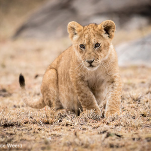 2015-10-23 - NIeuwsgierig welpje<br/>Serengeti National Park - Tanzania<br/>Canon EOS 7D Mark II - 300 mm - f/4.0, 1/640 sec, ISO 1600