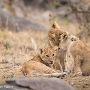 2015-10-23 - Ravottende jonge leeuwenwelpjes<br/>Serengeti National Park - Tanzania<br/>Canon EOS 7D Mark II - 300 mm - f/4.0, 1/500 sec, ISO 1600