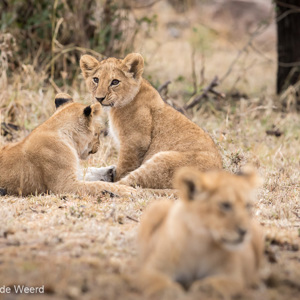 2015-10-23 - Leeuwenwelpjes<br/>Serengeti National Park - Tanzania<br/>Canon EOS 7D Mark II - 300 mm - f/5.6, 1/250 sec, ISO 1600