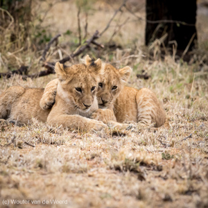 2015-10-23 - Gezellig samen met zus<br/>Serengeti National Park - Tanzania<br/>Canon EOS 7D Mark II - 300 mm - f/8.0, 1/160 sec, ISO 1600