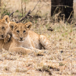 2015-10-23 - Nieuwsgierige welpjes<br/>Serengeti National Park - Tanzania<br/>Canon EOS 7D Mark II - 300 mm - f/8.0, 1/160 sec, ISO 1600