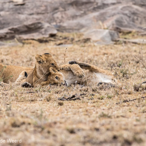 2015-10-23 - Lekker ravotten<br/>Serengeti National Park - Tanzania<br/>Canon EOS 7D Mark II - 300 mm - f/5.6, 1/400 sec, ISO 1600