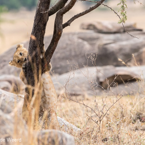 2015-10-23 - In de boom klimmen is nog niet zo makkelijk<br/>Serengeti National Park - Tanzania<br/>Canon EOS 7D Mark II - 300 mm - f/5.0, 1/250 sec, ISO 1000