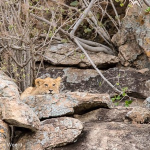 2015-10-23 - De mannetjes welp kijkt van een afstandje toe<br/>Serengeti National Park - Tanzania<br/>Canon EOS 7D Mark II - 420 mm - f/4.5, 1/320 sec, ISO 800