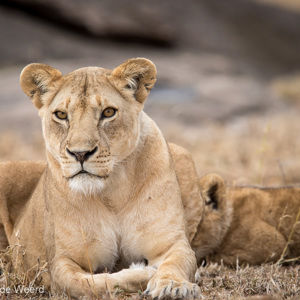 2015-10-23 - Leeuwinnenportret<br/>Serengeti National Park - Tanzania<br/>Canon EOS 7D Mark II - 420 mm - f/4.5, 1/250 sec, ISO 400