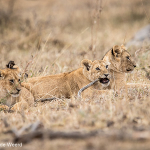 2015-10-23 - Knagen op een houtje<br/>Serengeti National Park - Tanzania<br/>Canon EOS 7D Mark II - 420 mm - f/4.5, 1/320 sec, ISO 400