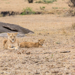 2015-10-23 - Vredige ochtend<br/>Serengeti National Park - Tanzania<br/>Canon EOS 5D Mark III - 200 mm - f/5.6, 1/320 sec, ISO 800