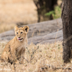 2015-10-23 - Even de tong uitsteken<br/>Serengeti National Park - Tanzania<br/>Canon EOS 7D Mark II - 420 mm - f/5.6, 1/250 sec, ISO 640