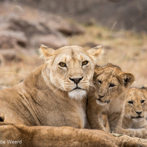 2015-10-23 - Familieportret van de leeuwen<br/>Serengeti National Park - Tanzania<br/>Canon EOS 7D Mark II - 420 mm - f/5.6, 1/320 sec, ISO 500