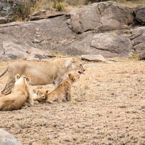 2015-10-23 - Twee leeuwinnen met hun kleintjes<br/>Serengeti National Park - Tanzania<br/>Canon EOS 5D Mark III - 200 mm - f/5.6, 1/160 sec, ISO 400