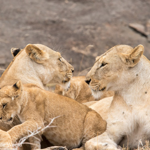 2015-10-23 - Twee leeuwinnen met hun kleintjes<br/>Serengeti National Park - Tanzania<br/>Canon EOS 7D Mark II - 420 mm - f/8.0, 1/250 sec, ISO 800